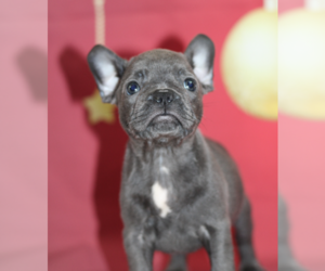 French Bulldog Puppy for sale in HINSDALE, IL, USA