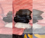 Small Photo #15 Schnauzer (Miniature) Puppy For Sale in HELENA, AR, USA