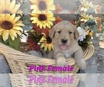 Small Photo #8 Golden Retriever Puppy For Sale in CRAWFORDVILLE, FL, USA