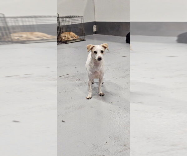 Medium Photo #2 Jack Russell Terrier-Unknown Mix Puppy For Sale in Studio City, CA, USA