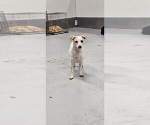 Wishbone - Female Jack Russell Terrier-Unknown Mix Dog for Adoption - Photo #2