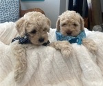 Small Photo #6 F2 Aussiedoodle Puppy For Sale in PENSACOLA, FL, USA