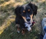 Small Photo #1 Aussalier Puppy For Sale in ATHOL, ID, USA