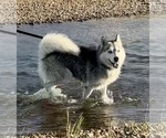 Small Photo #1 Presa Canario-Siberian Husky Mix Puppy For Sale in LARAMIE, WY, USA