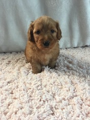 Miniature Labradoodle Puppy for sale in BELVIDERE, IL, USA