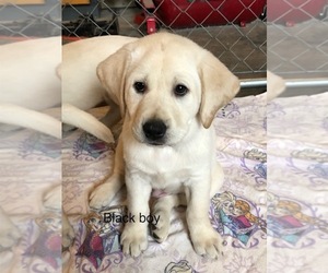 Labrador Retriever Puppy for sale in GREELEY, IA, USA