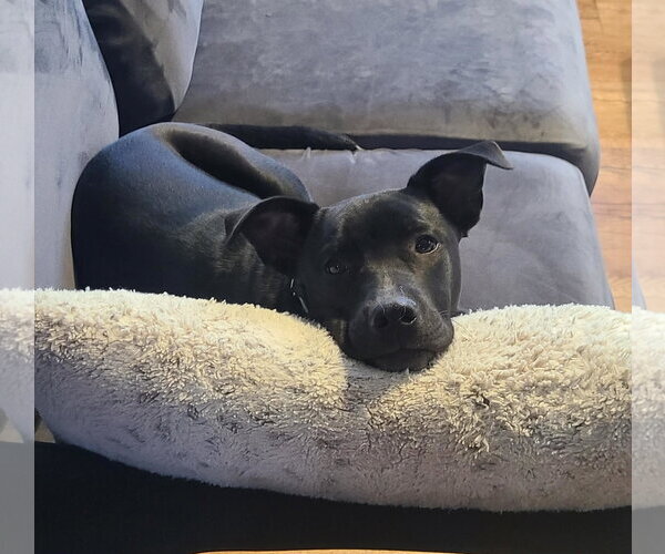 Medium Photo #2 Mutt Puppy For Sale in Des Moines, IA, USA