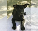 Small Photo #6 Belgian Malinois Puppy For Sale in VACAVILLE, CA, USA