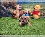 Small #3 Catahoula Leopard Dog