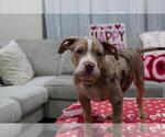 Small Photo #7 American Bully Puppy For Sale in BROCKTON, MA, USA