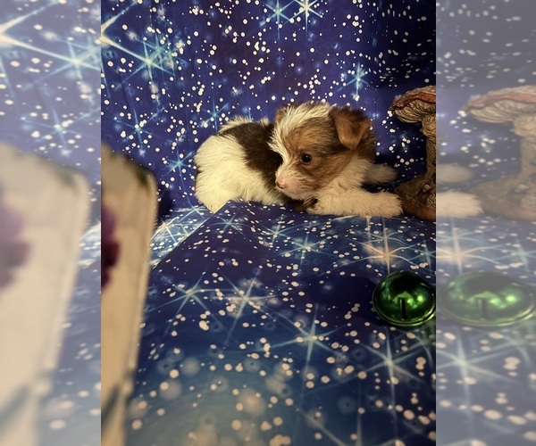 Medium Photo #13 Yorkshire Terrier Puppy For Sale in CAULFIELD, MO, USA