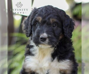 Bernedoodle Puppy for sale in DENVER, PA, USA