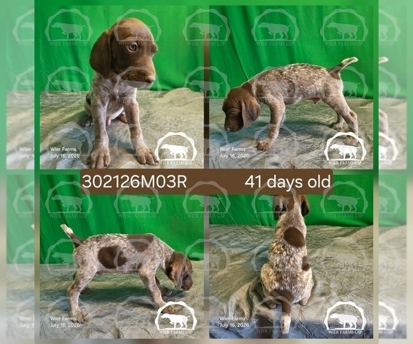 Medium Photo #3 German Shorthaired Pointer Puppy For Sale in MOYIE SPRINGS, ID, USA