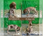 Small #2 German Shorthaired Pointer