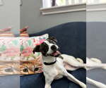 Small #2 Boston Terrier-Jack Russell Terrier Mix