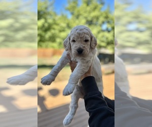 Goldendoodle Puppy for sale in LEES SUMMIT, MO, USA
