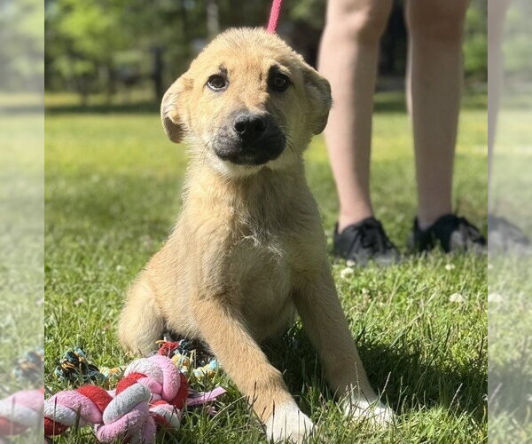 Medium Photo #2 German Shepherd Dog-Great Pyrenees Mix Puppy For Sale in Yardley, PA, USA