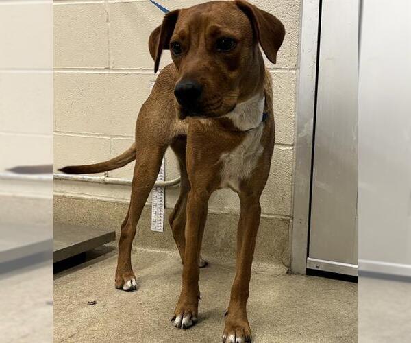 Medium Photo #1 Black Mouth Cur-Unknown Mix Puppy For Sale in Grand Prairie, TX, USA