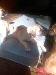 Anatolian Shepherd Puppy for sale in Tacoma, WA, USA