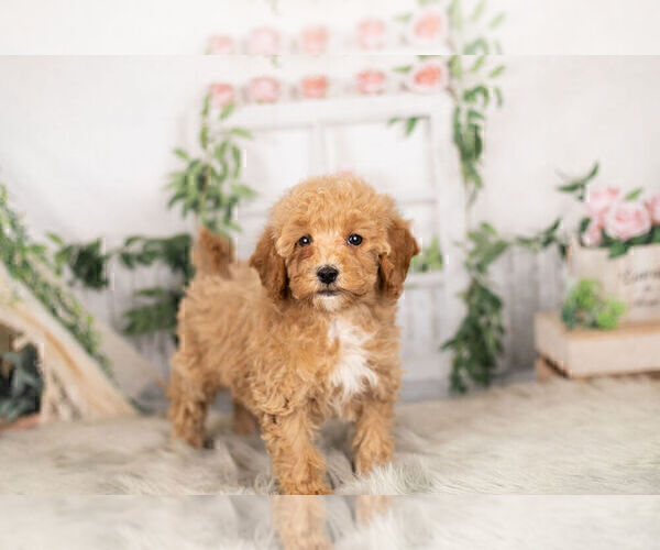 Medium Photo #5 Goldendoodle-Poodle (Miniature) Mix Puppy For Sale in WARSAW, IN, USA