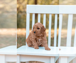 Small Photo #12 Goldendoodle (Miniature) Puppy For Sale in ASH GROVE, MO, USA