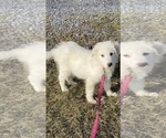 Small #9 Great Pyrenees