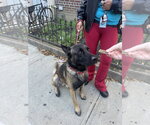Small Photo #3 German Shepherd Dog-Unknown Mix Puppy For Sale in Imlay City, MI, USA
