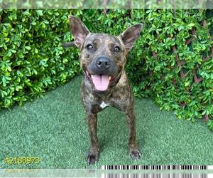 American Pit Bull Terrier Dogs for adoption in West Palm Beach, FL, USA