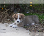 Small Photo #7 Pembroke Welsh Corgi Puppy For Sale in CASTROVILLE, TX, USA