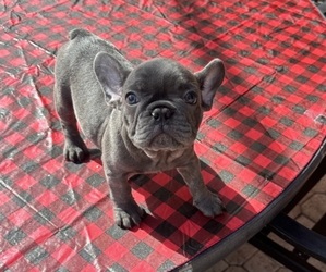 French Bulldog Puppy for sale in HOLLYWOOD, FL, USA