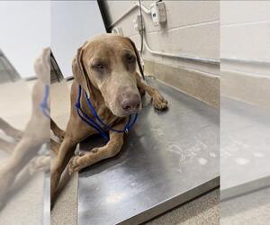 Doberman Pinscher-Vizsla Mix Dogs for adoption in Grand Prairie, TX, USA