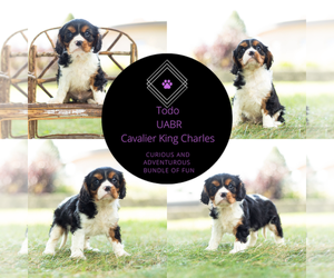 Medium Cavalier King Charles Spaniel