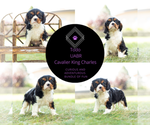 Puppy 5 Cavalier King Charles Spaniel
