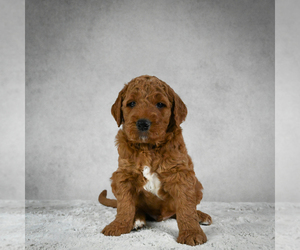 Goldendoodle Puppy for sale in FROSTPROOF, FL, USA