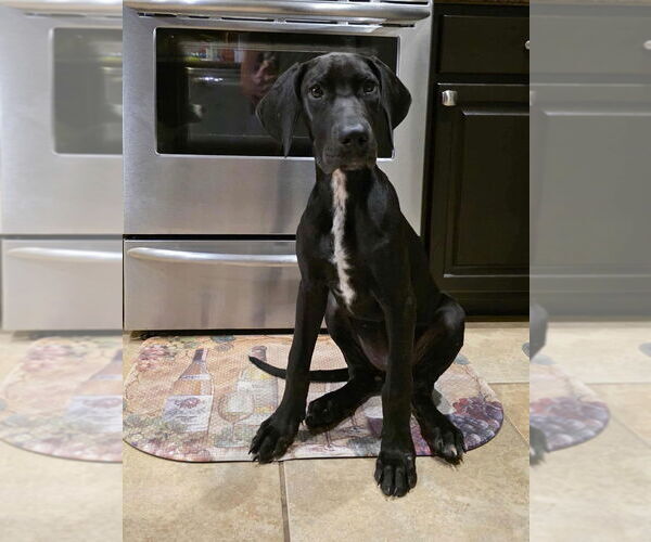 Medium Photo #2 Great Dane Puppy For Sale in Bullard, TX, USA