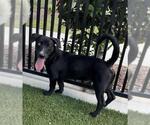 KNOX - Male Catahoula Leopard Dog-Labrador Retriever Mix Dog for Adoption - Small photo
