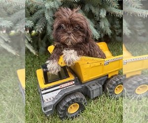 Shih Tzu Puppy for sale in MIDDLEBURY, IN, USA