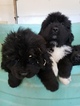 Small Photo #4 Newfoundland Puppy For Sale in CHILI, WI, USA