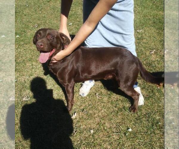 Medium Photo #14 Labrador Retriever Puppy For Sale in ORANGE, MA, USA