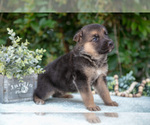 Small #2 German Shepherd Dog