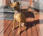 Small American Staffordshire Terrier Mix