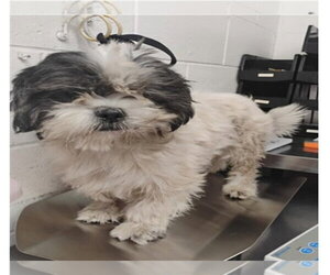 Doug - Male Shih Tzu Dog for Adoption - Photo #5