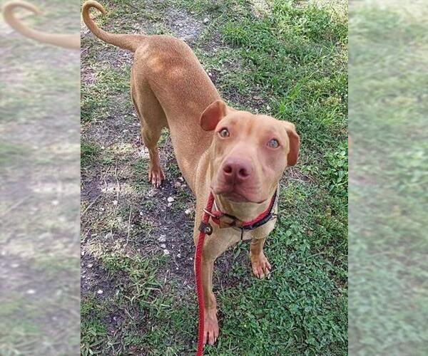 Medium Photo #1 American Staffordshire Terrier-Vizsla Mix Puppy For Sale in Fort Lauderdale, FL, USA