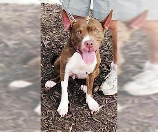 Medium Photo #4 American Staffordshire Terrier Puppy For Sale in Westminster, MD, USA