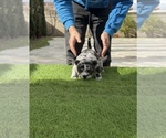 Small #2 American Bully