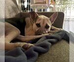 Small #9 Labrador Retriever Mix