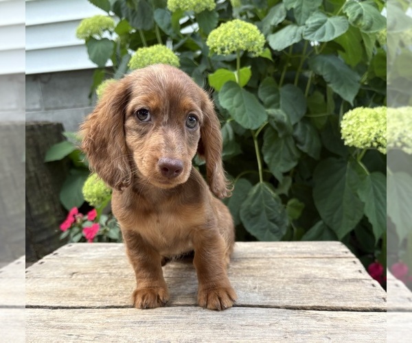Medium Photo #4 Dachshund Puppy For Sale in MIDDLEBURY, IN, USA