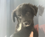 Small #1 Golden Retriever