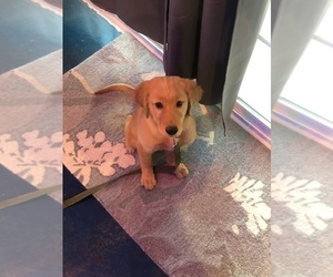 Golden Retriever Puppy for sale in BLMGTN, IN, USA