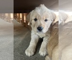 Puppy Puppy 1 Golden Retriever
